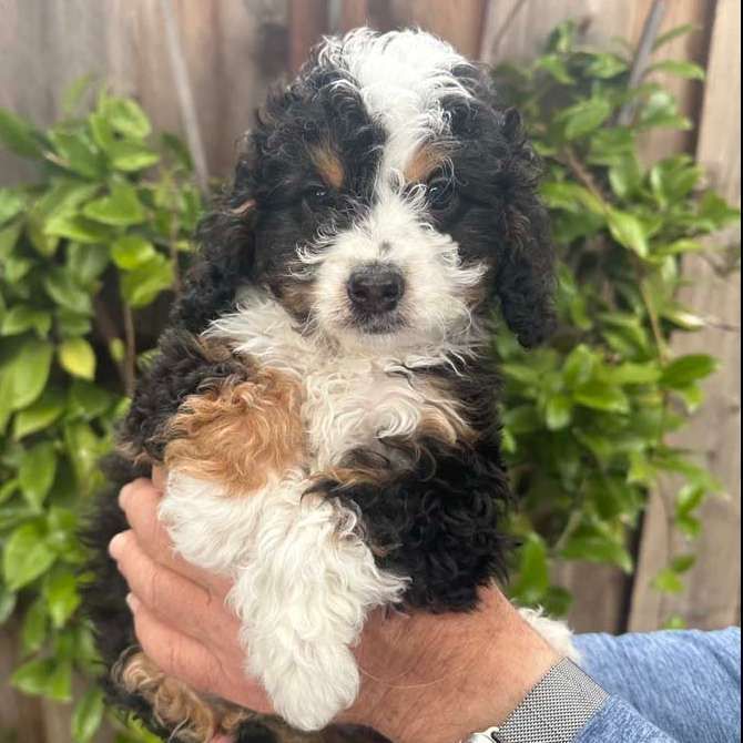 Little Bernedoodle Dog