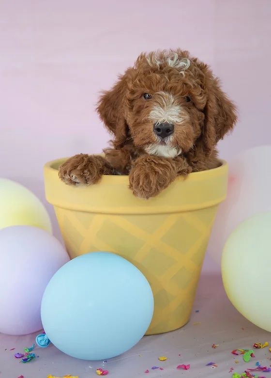 Puppy in a Pot
