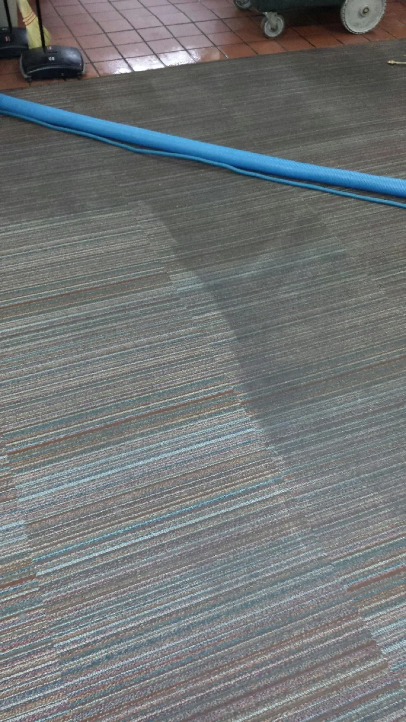 Carpet being cleaned with a blue hose; partially cleaned area visible, showing color difference.