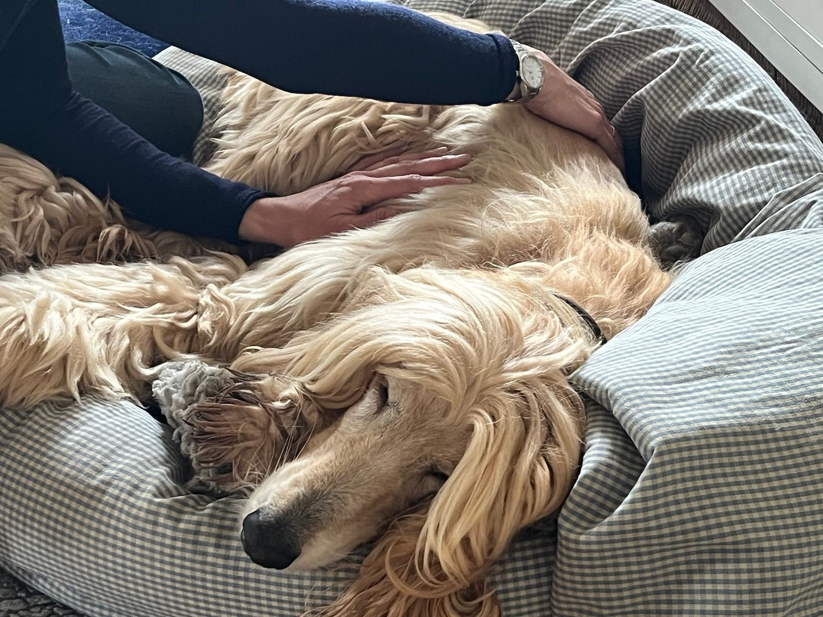 Un lévrier afghan est caressé par les mains d'une personne alors qu'il est allongé sur un lit.