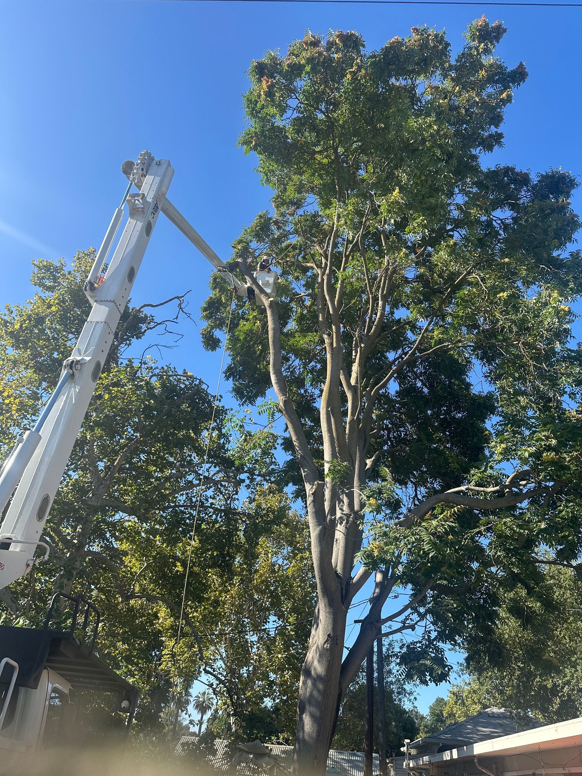 tree trimming in yolo county