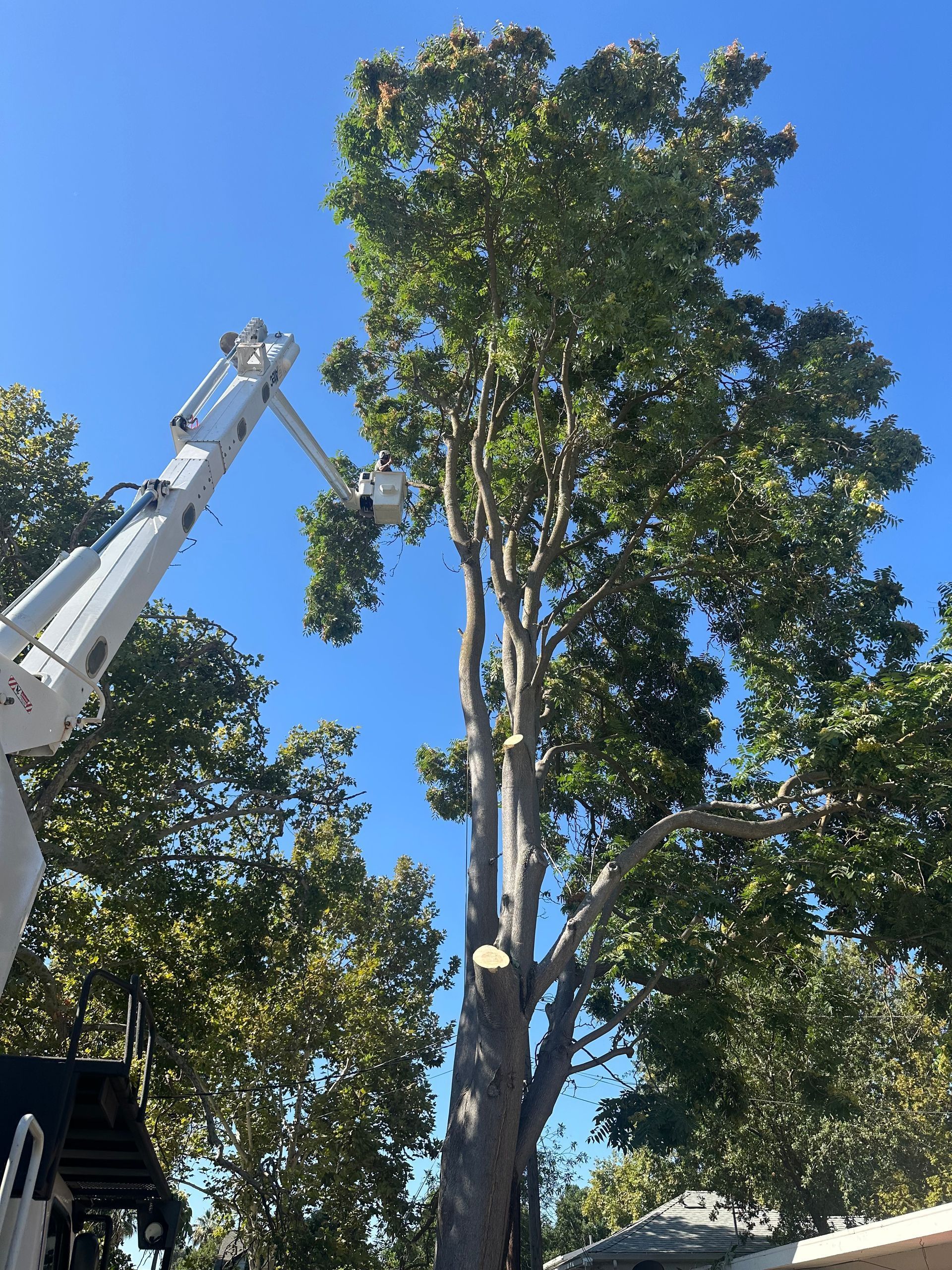 Tree being trimmed by a crane on a sunny day under a clear blue sky