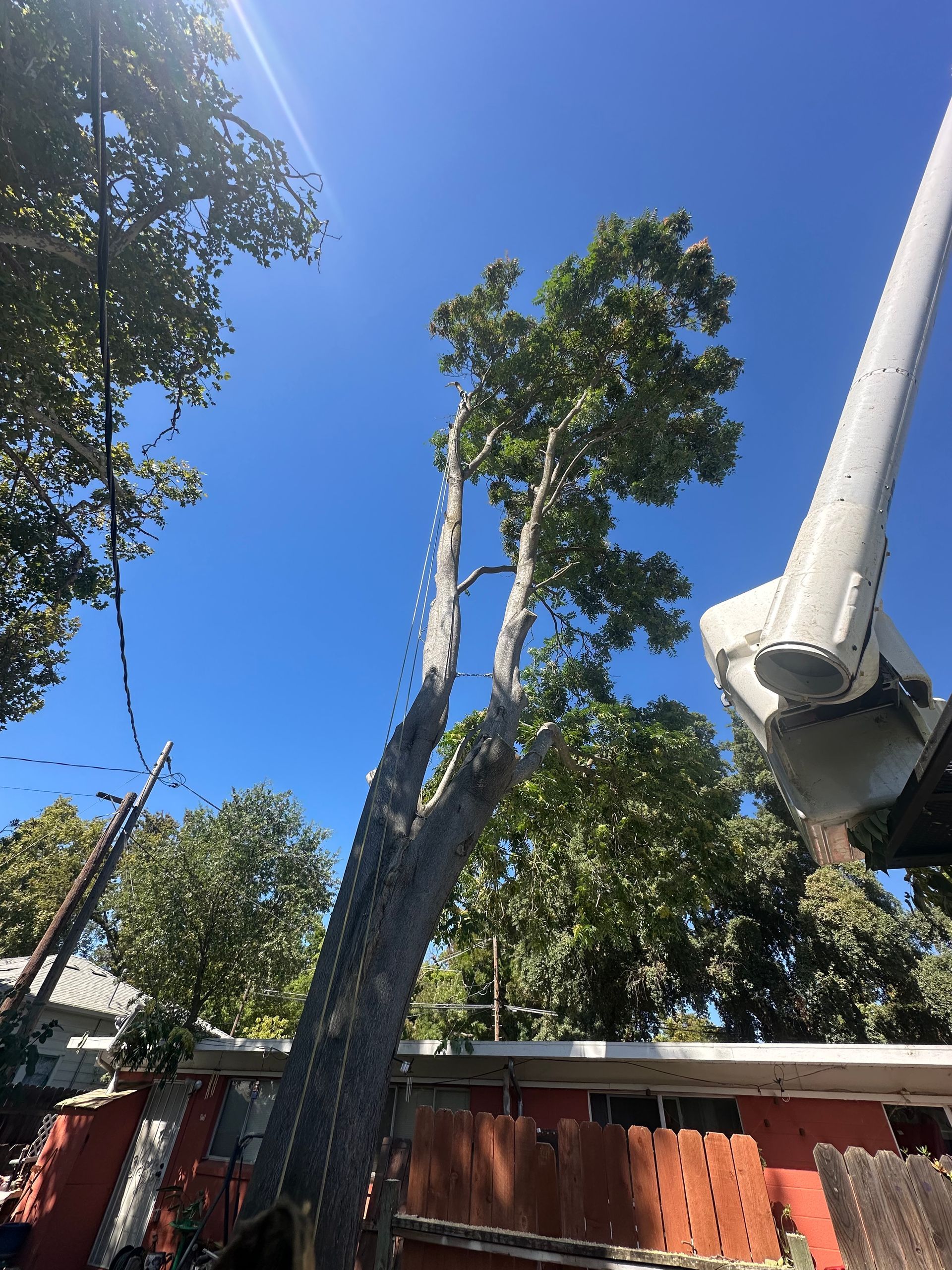 tree trimming services near me