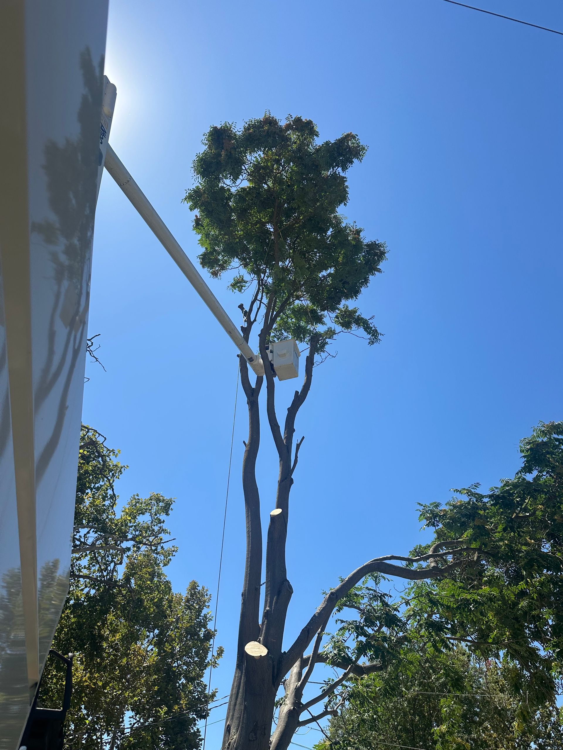 Tree with white structure attached, against a bright blue sky.