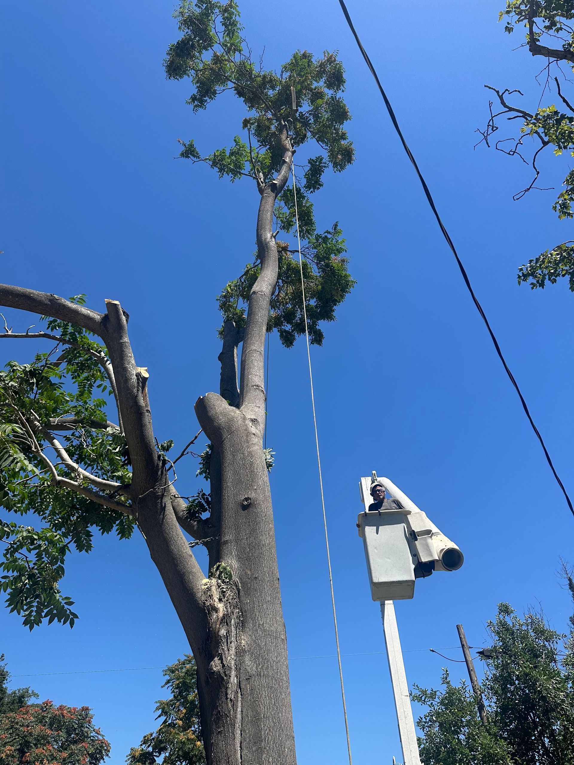tree trimming services near me