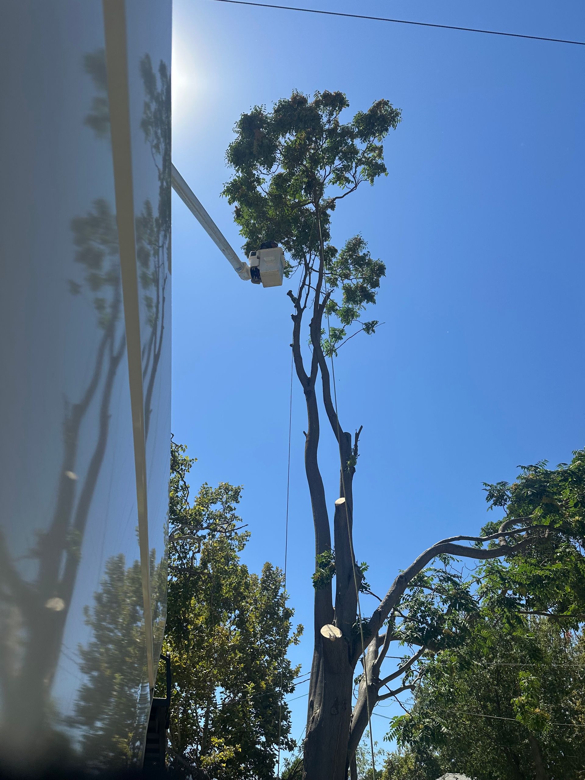 A tree being trimmed by a lift, against a bright blue sky.