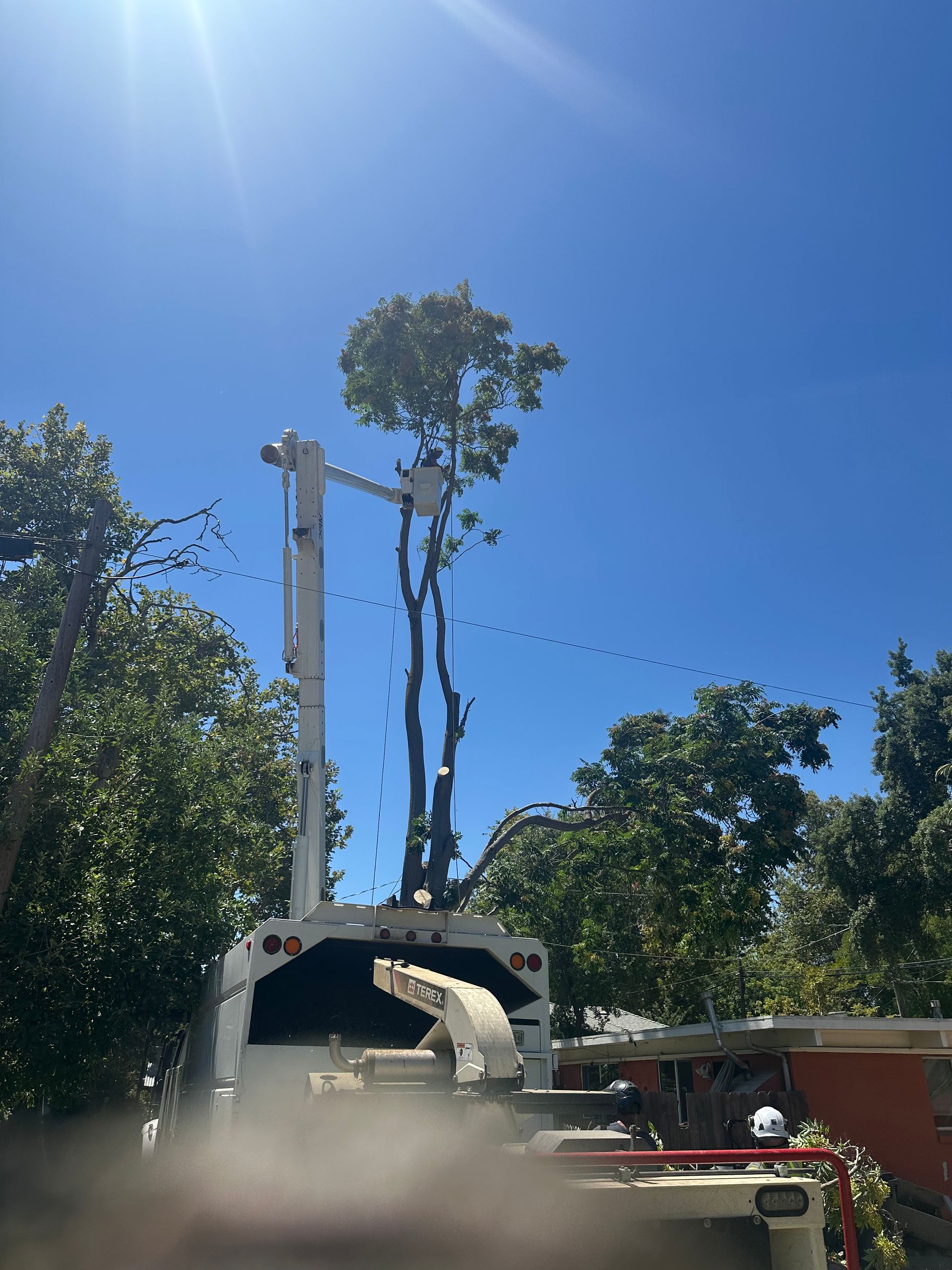 A tree service truck trims a tall tree against a bright blue sky.