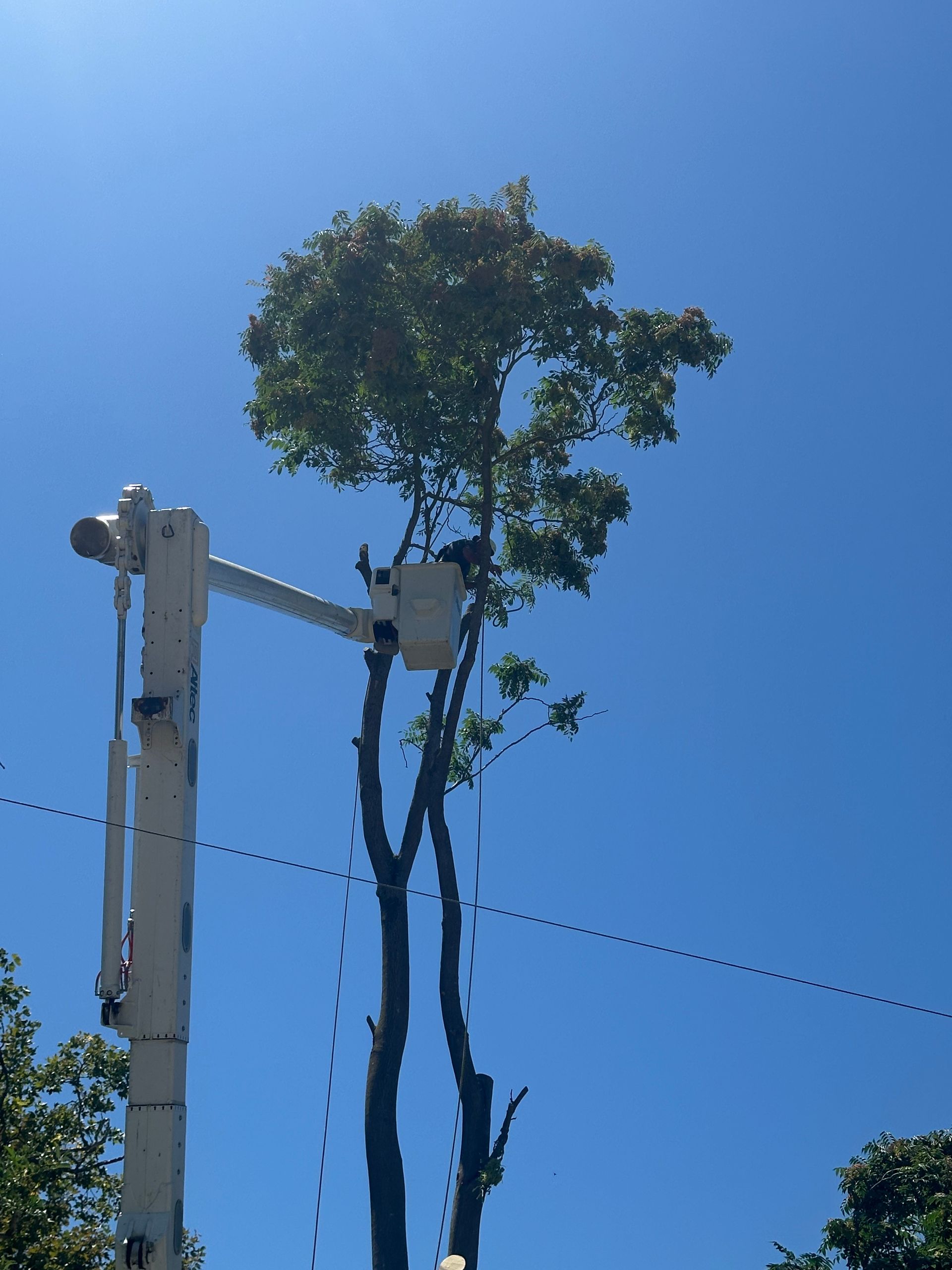 Tree being trimmed by a person in a bucket lift against a blue sky.