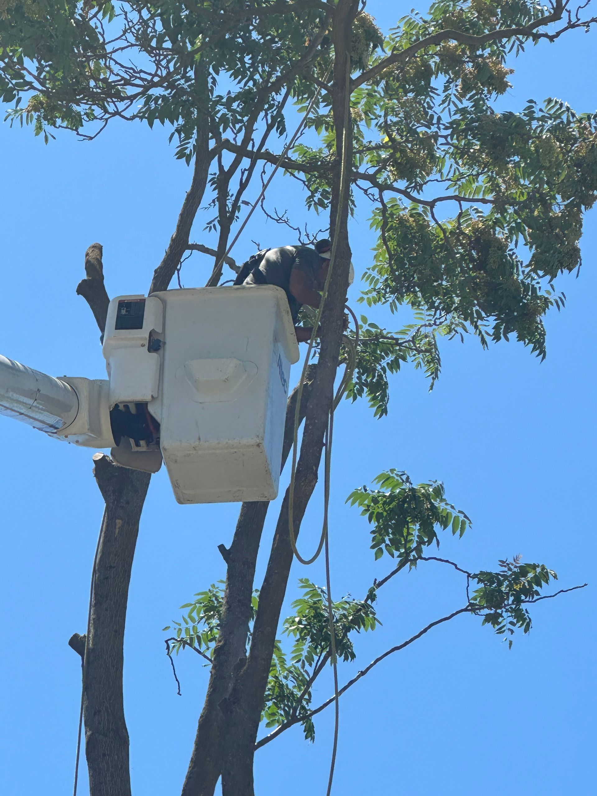 tree trimming services near me