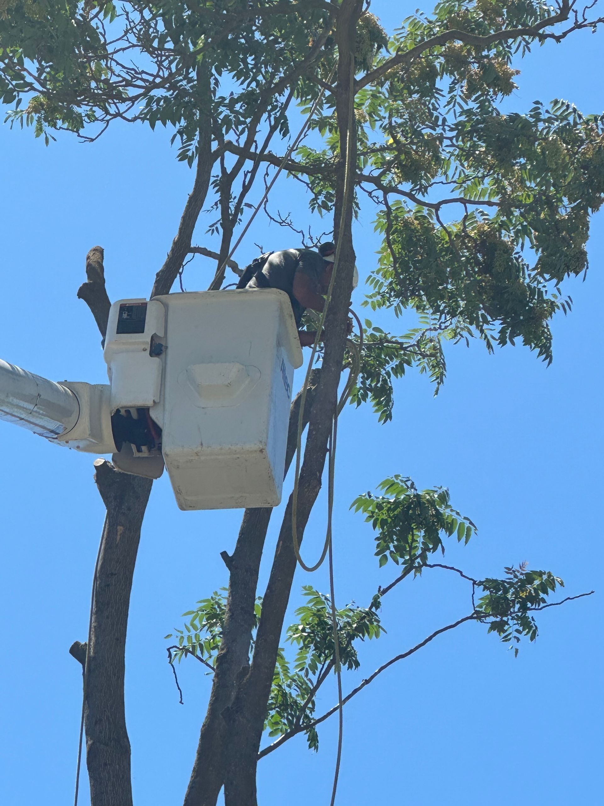 Worker in a white bucket lift trimming tall trees against a blue sky