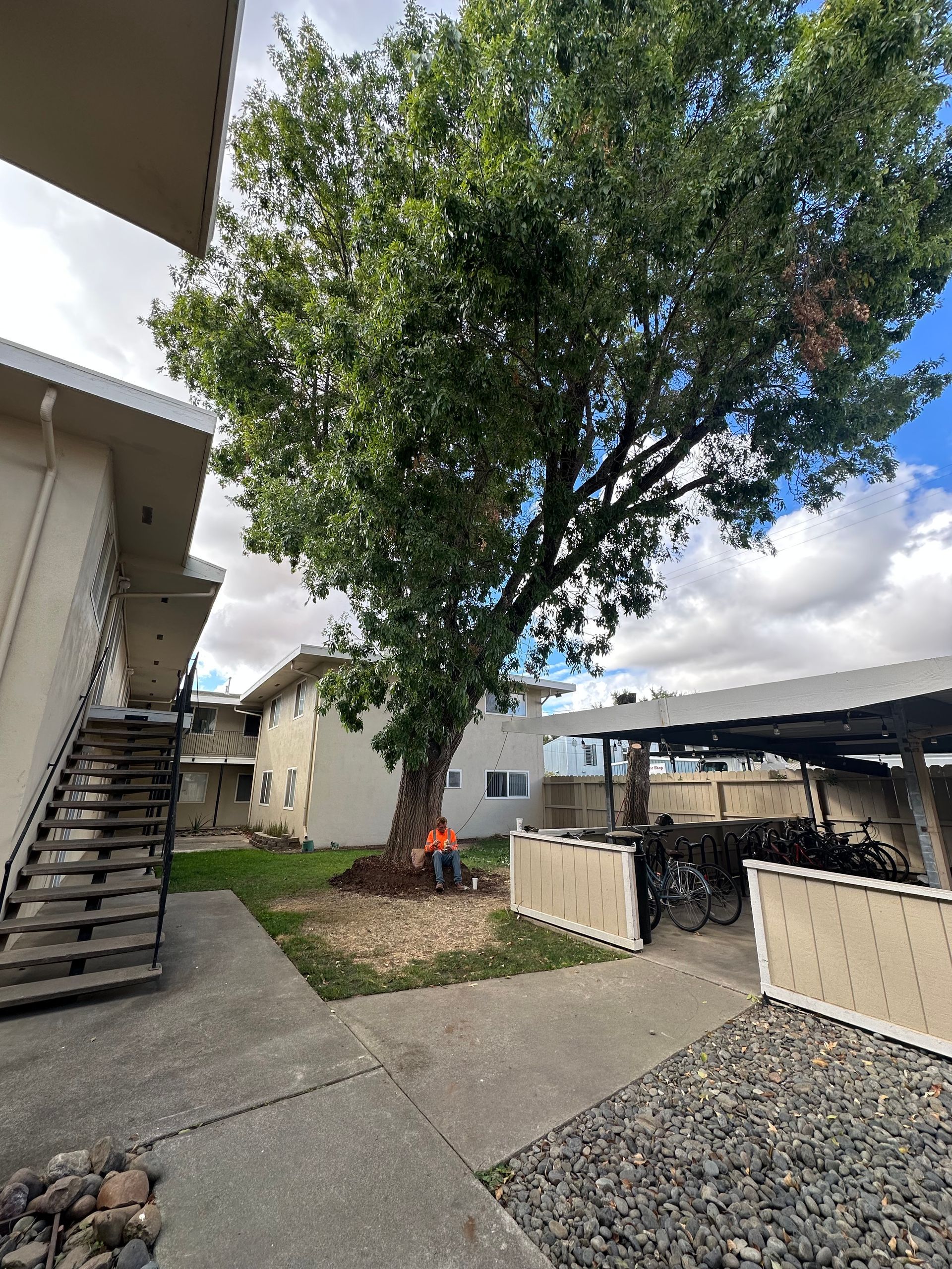 A tree next to apartment buildings, with a person standing at the tree's base, on a sunny day.