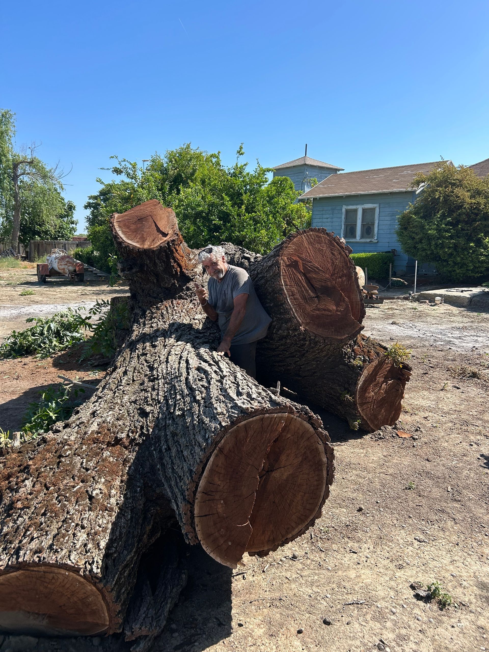 tree trimming in woodland