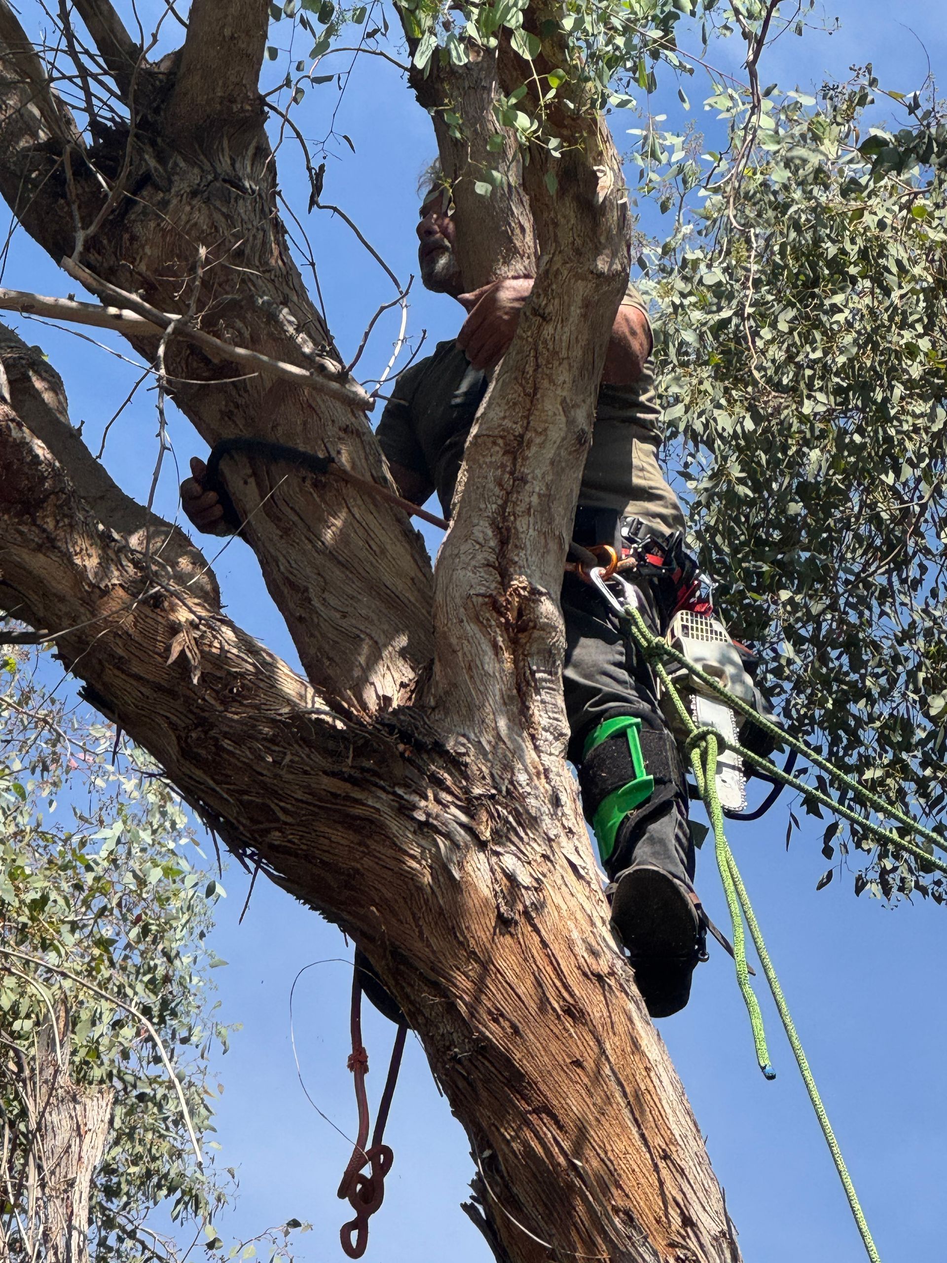 Arborist in a tree, wearing safety gear. Blue sky background.