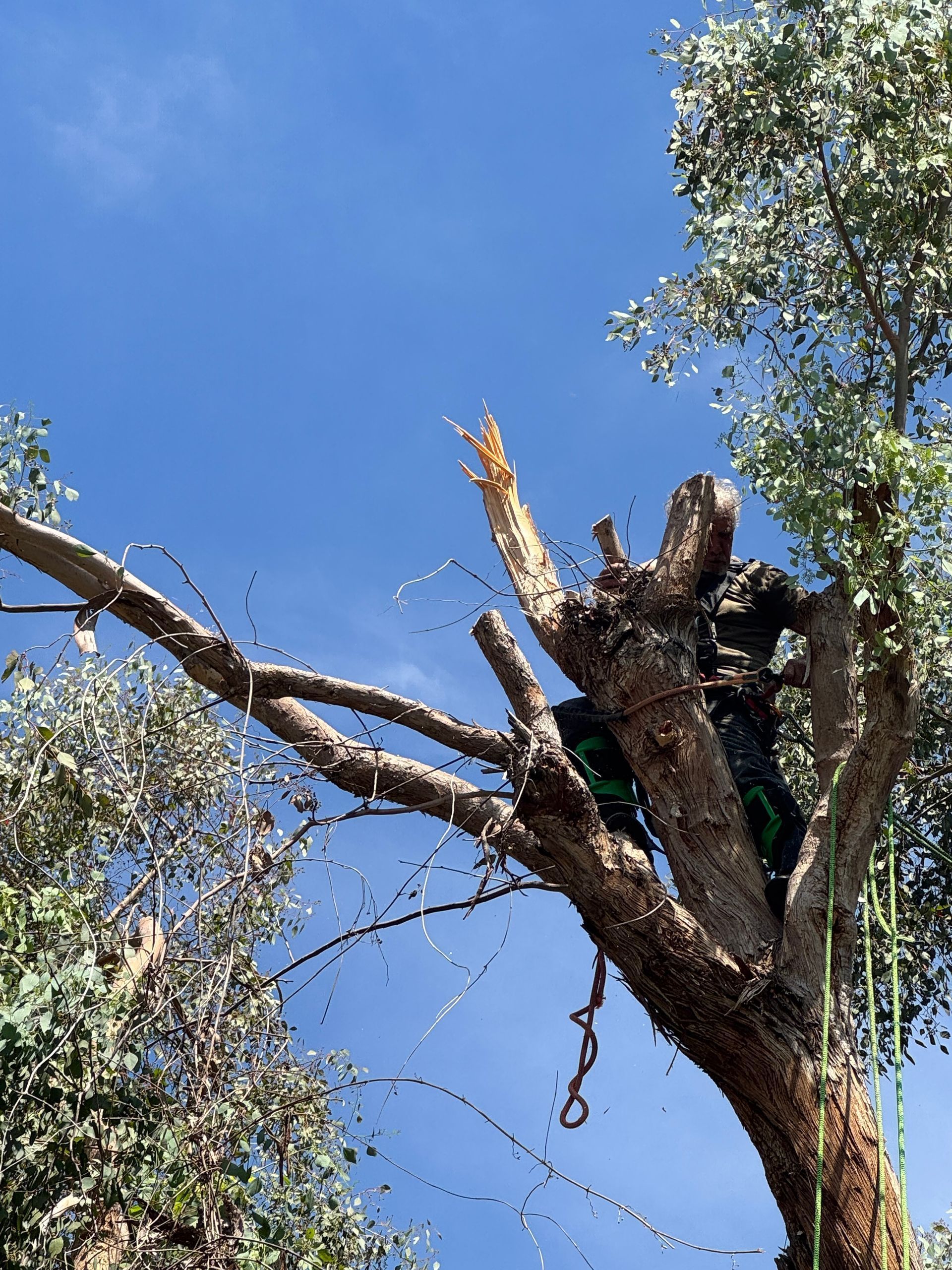 Broken tree branches against a blue sky, with leafy branches framing the scene.