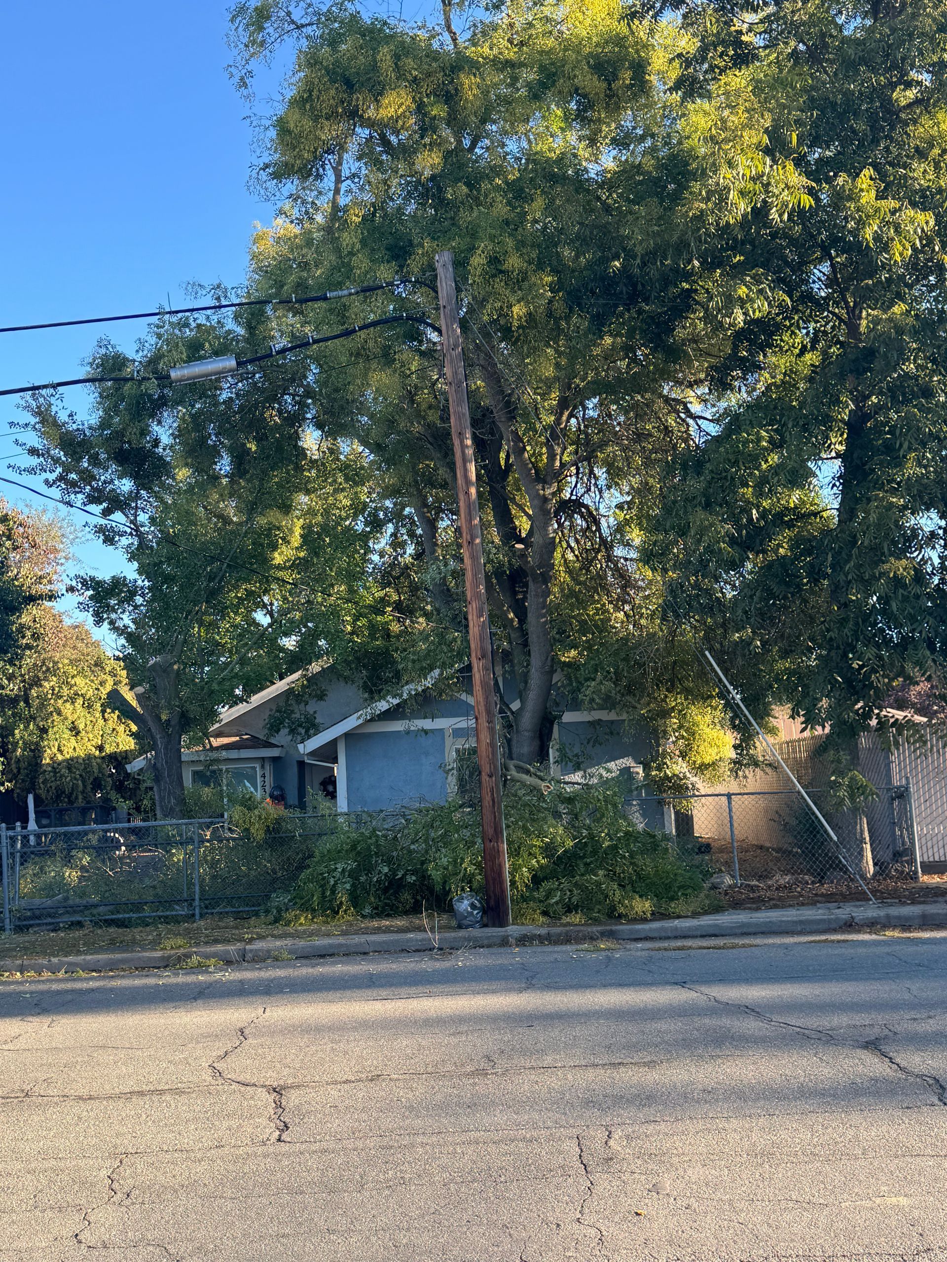 A utility pole leans, amidst trees, in front of a light blue house, under a clear blue sky.