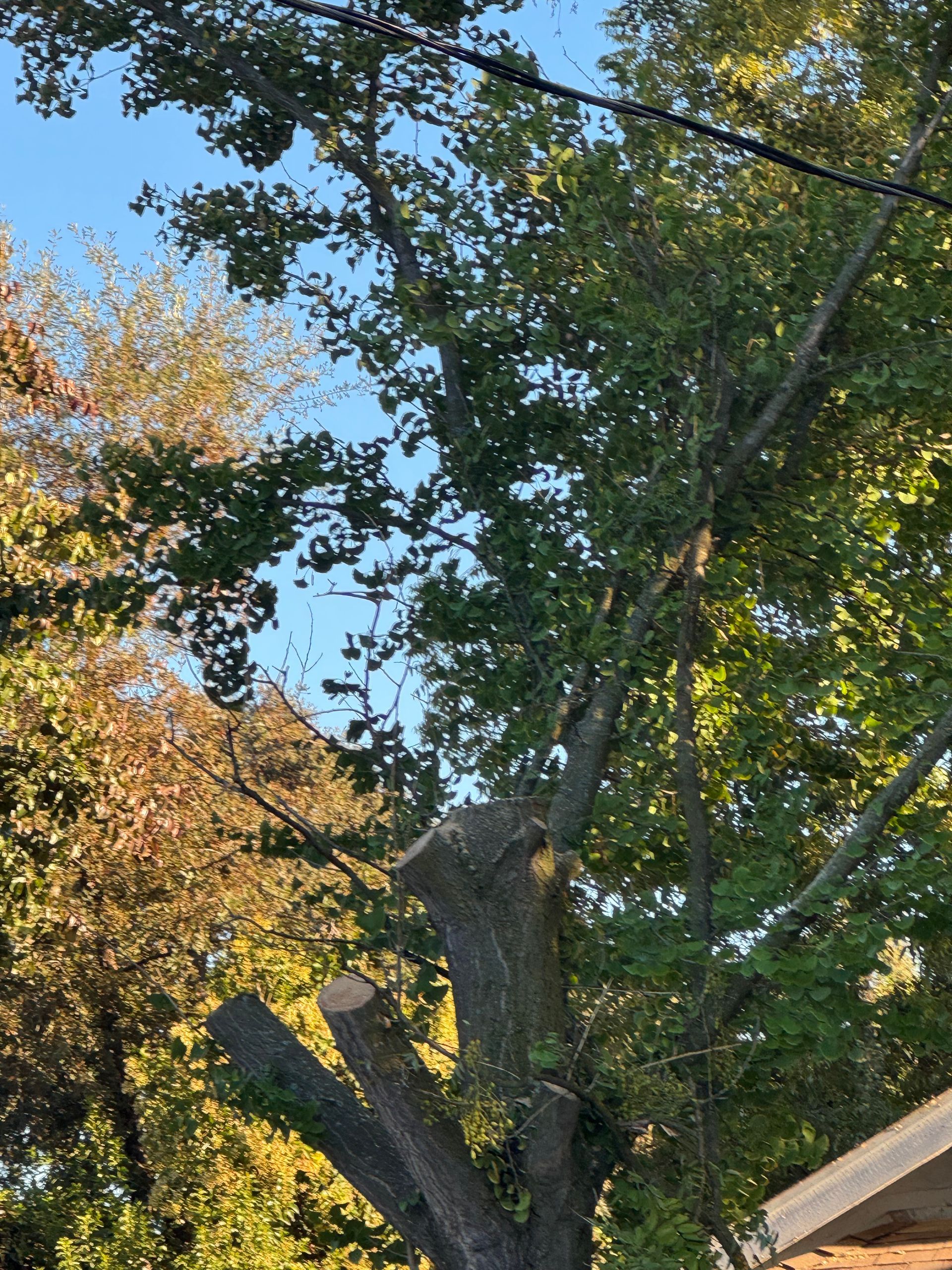 Tree with large branches cut; blue sky and foliage in background.