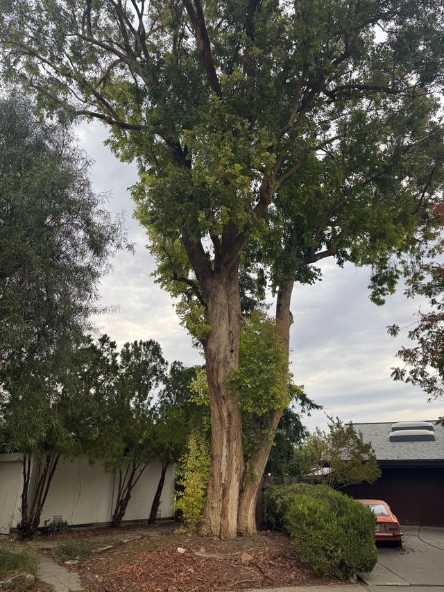 Tree trimming services in woodland and davis