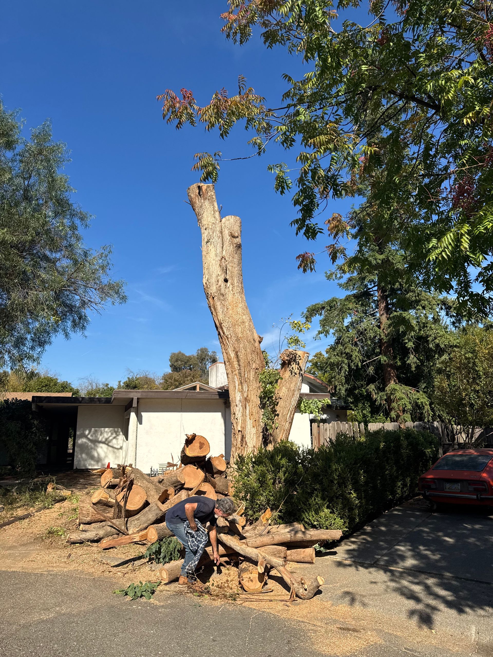tree trimming in woodland