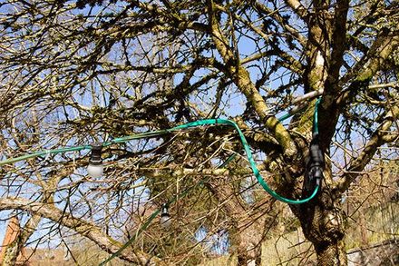 a tree with a green hose hanging from it .
