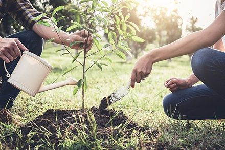 a man is watering a tree while a woman is planting a tree .