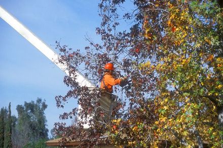 a man in a bucket is cutting a tree with a chainsaw .