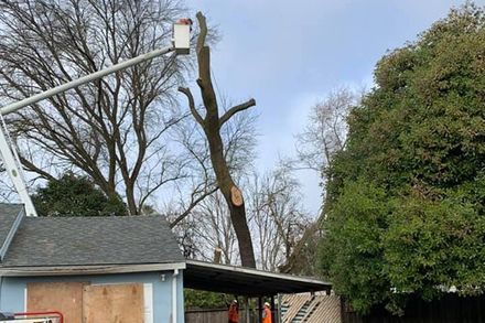 Tree being cut beside a house, with a bucket lift and large trimmed branches against a clear sky