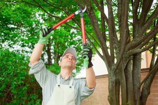 Person pruning tree branches with red loppers in a green yard, wearing gloves and overalls
