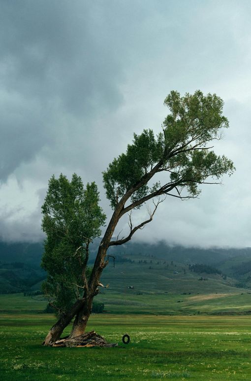 Emergency tree removal due to storm