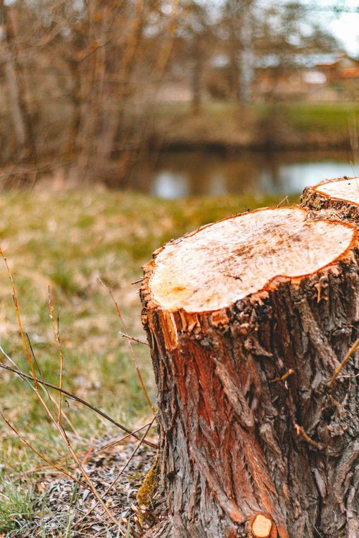 stump removal in dixon and winters