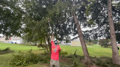 A person is cutting a tree with a chainsaw.