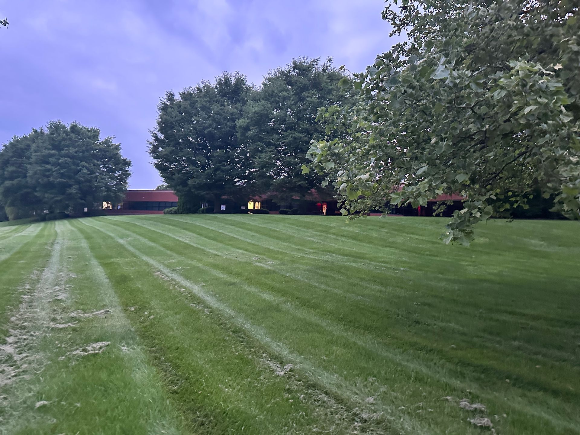 A lush green field with trees in the background