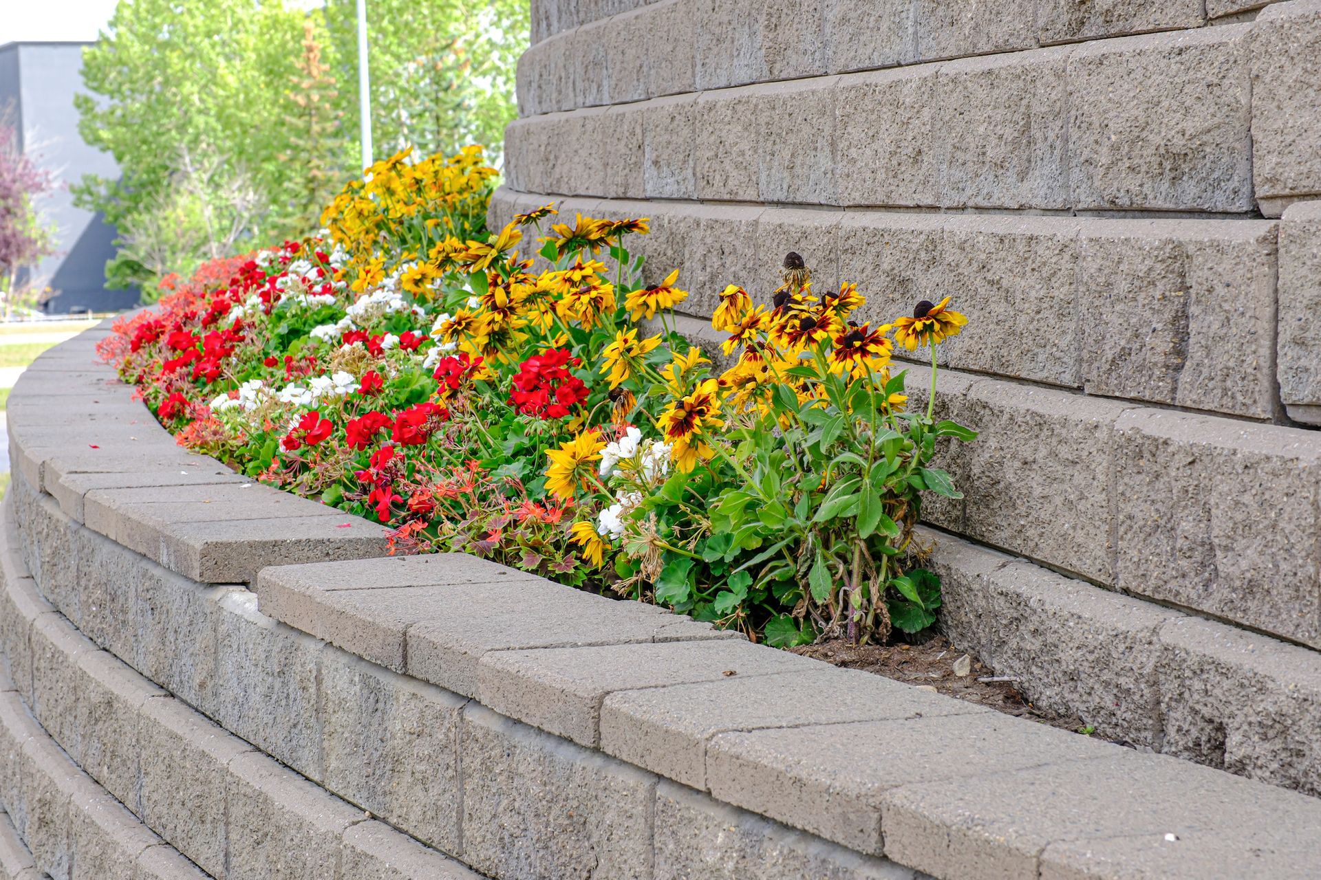 A tiered, grey concrete retaining wall filled with a vibrant mix of red, white, and yellow flowers.