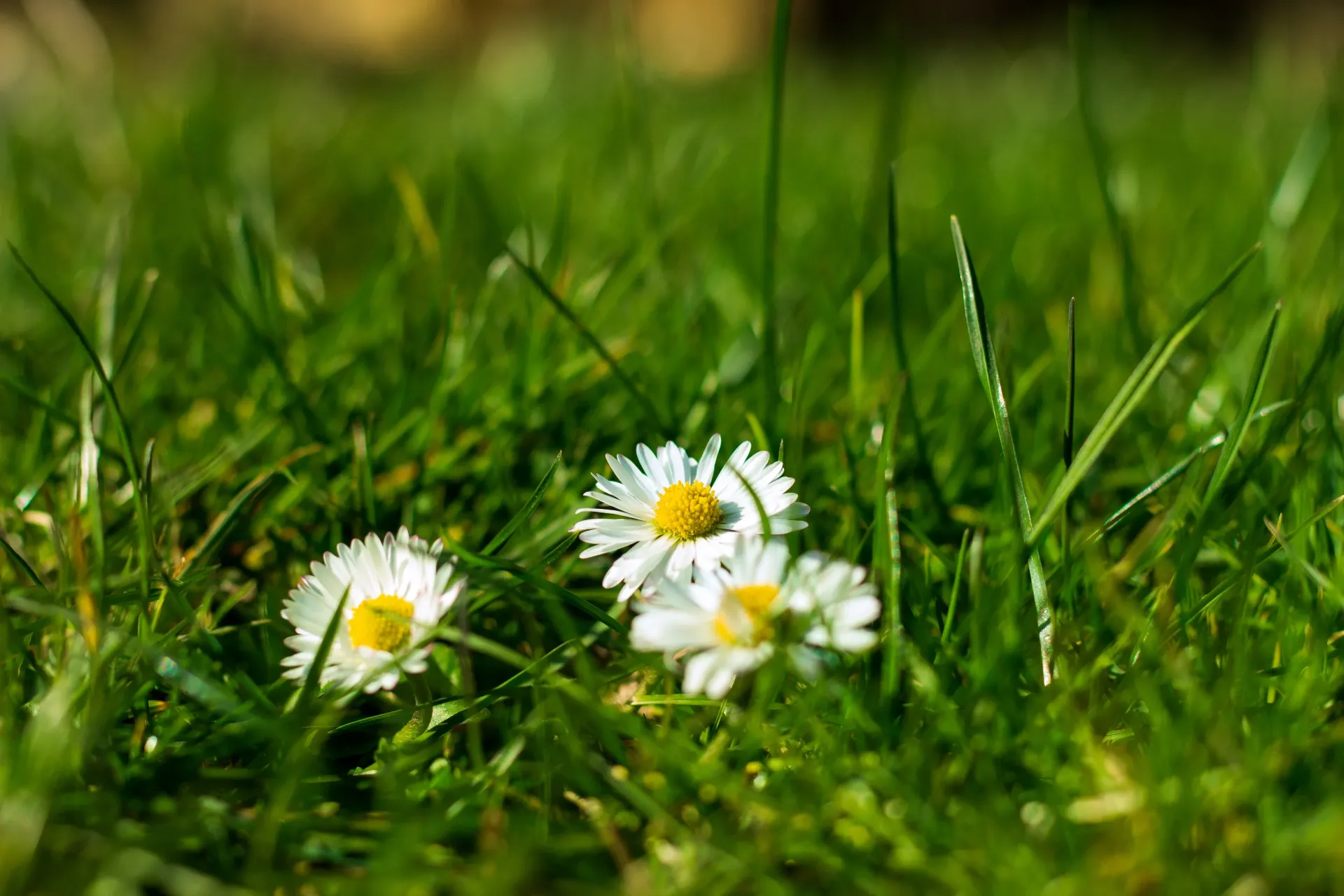 Three daisies are growing in the grass.