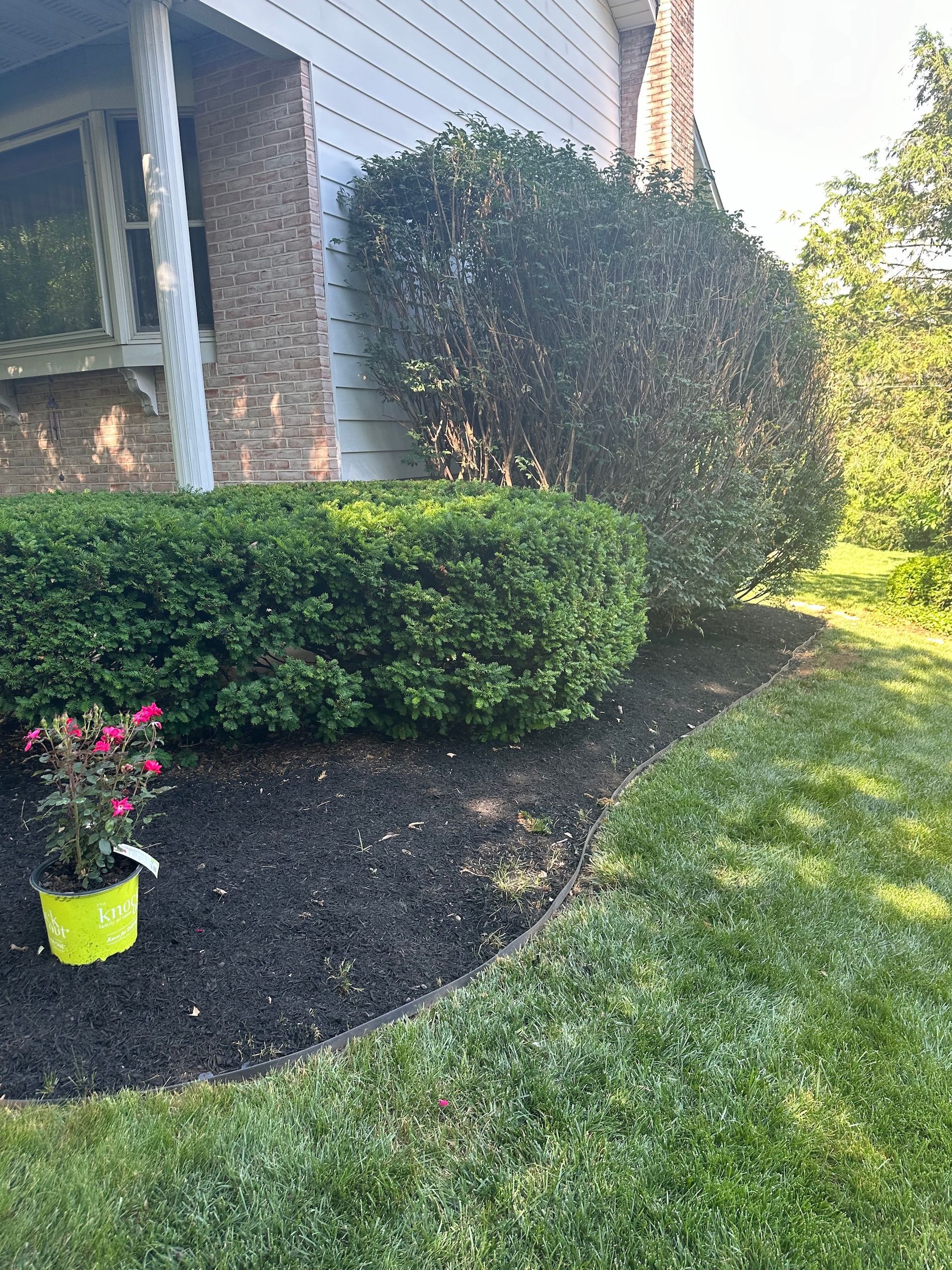 A yellow potted plant is sitting in the grass in front of a house.