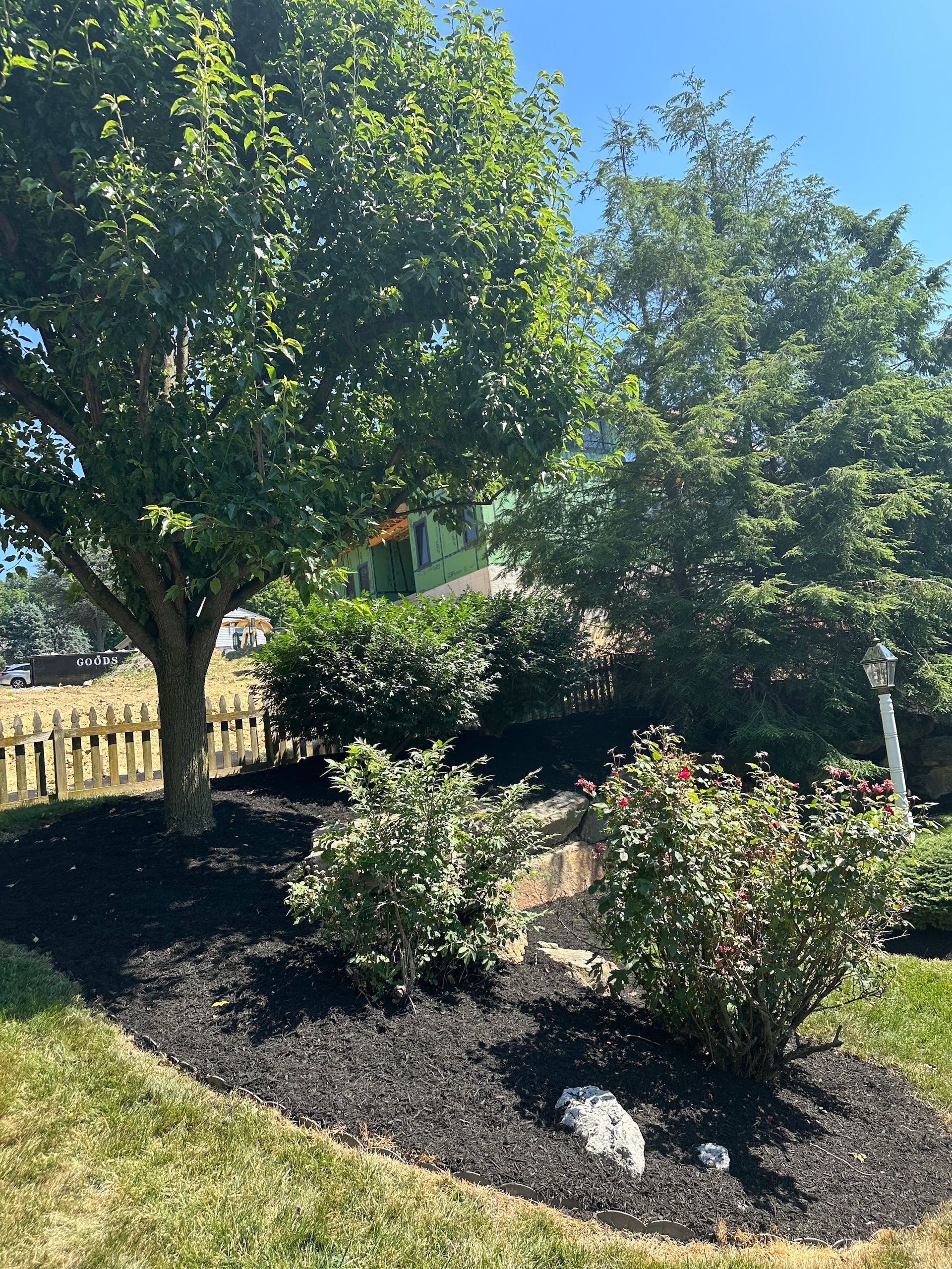There is a tree in the middle of the yard with a fence in the background.