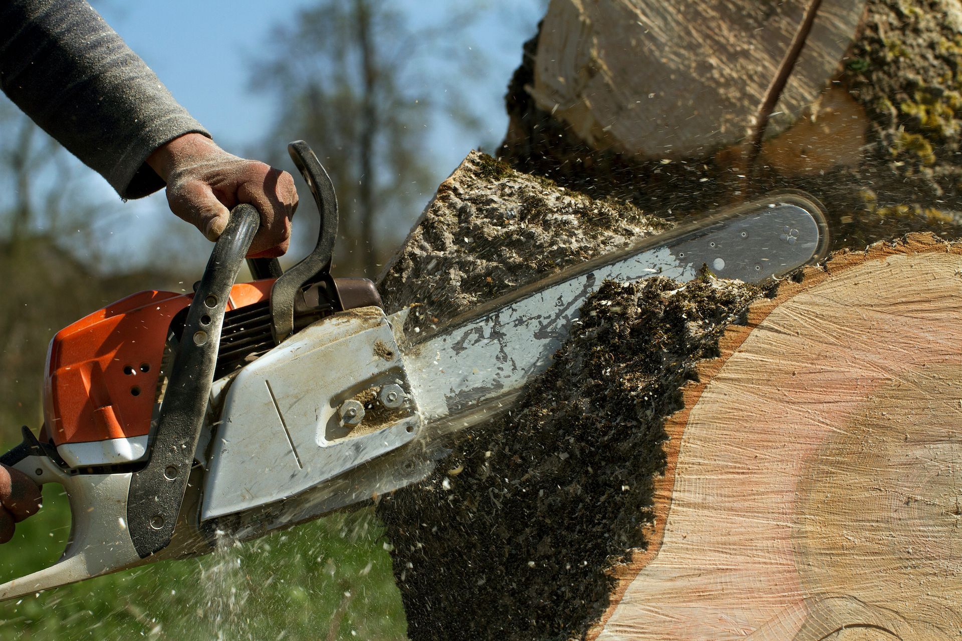 A close-up of a chainsaw cutting through a large wooden log, with wood shavings and sawdust flying.