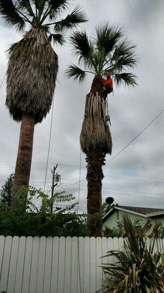 Palm tree services