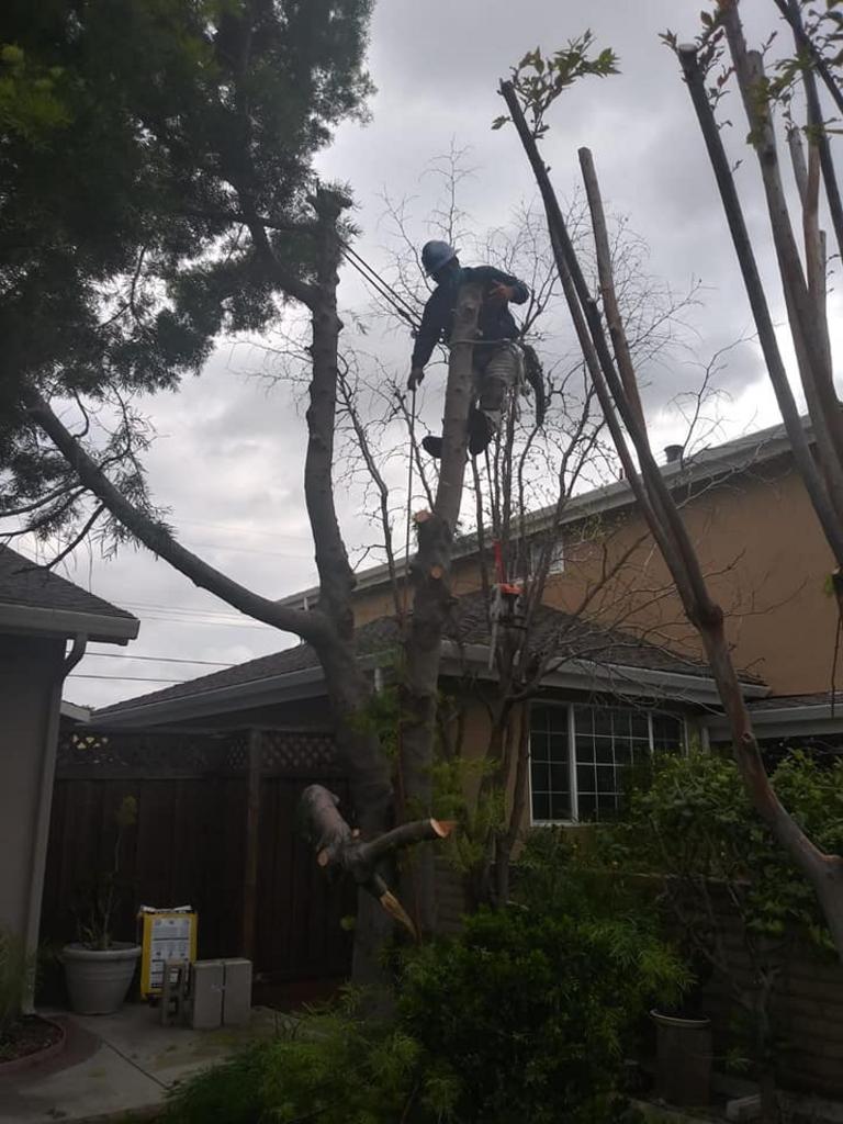 Tree service crew cutting a tree