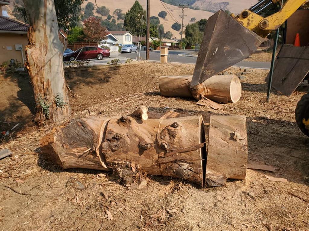 Huge log trees cutting