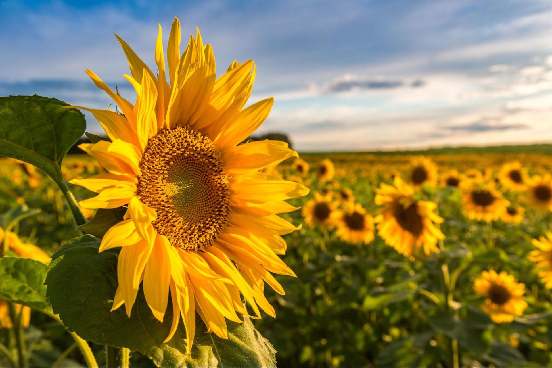 A field of sunflowers with a single sunflower in the foreground.