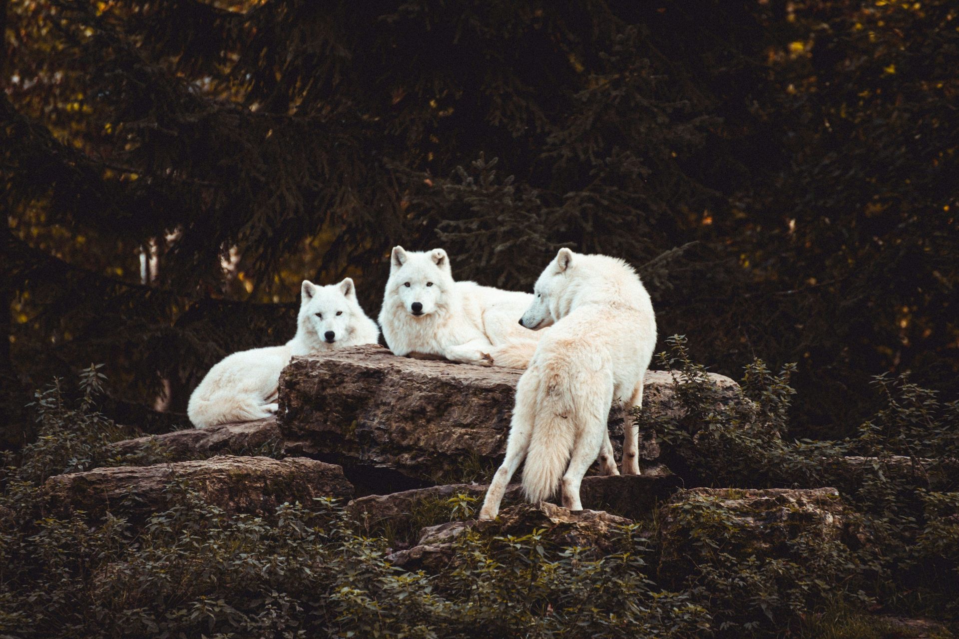 A group of white wolves laying on top of a rock in the woods.