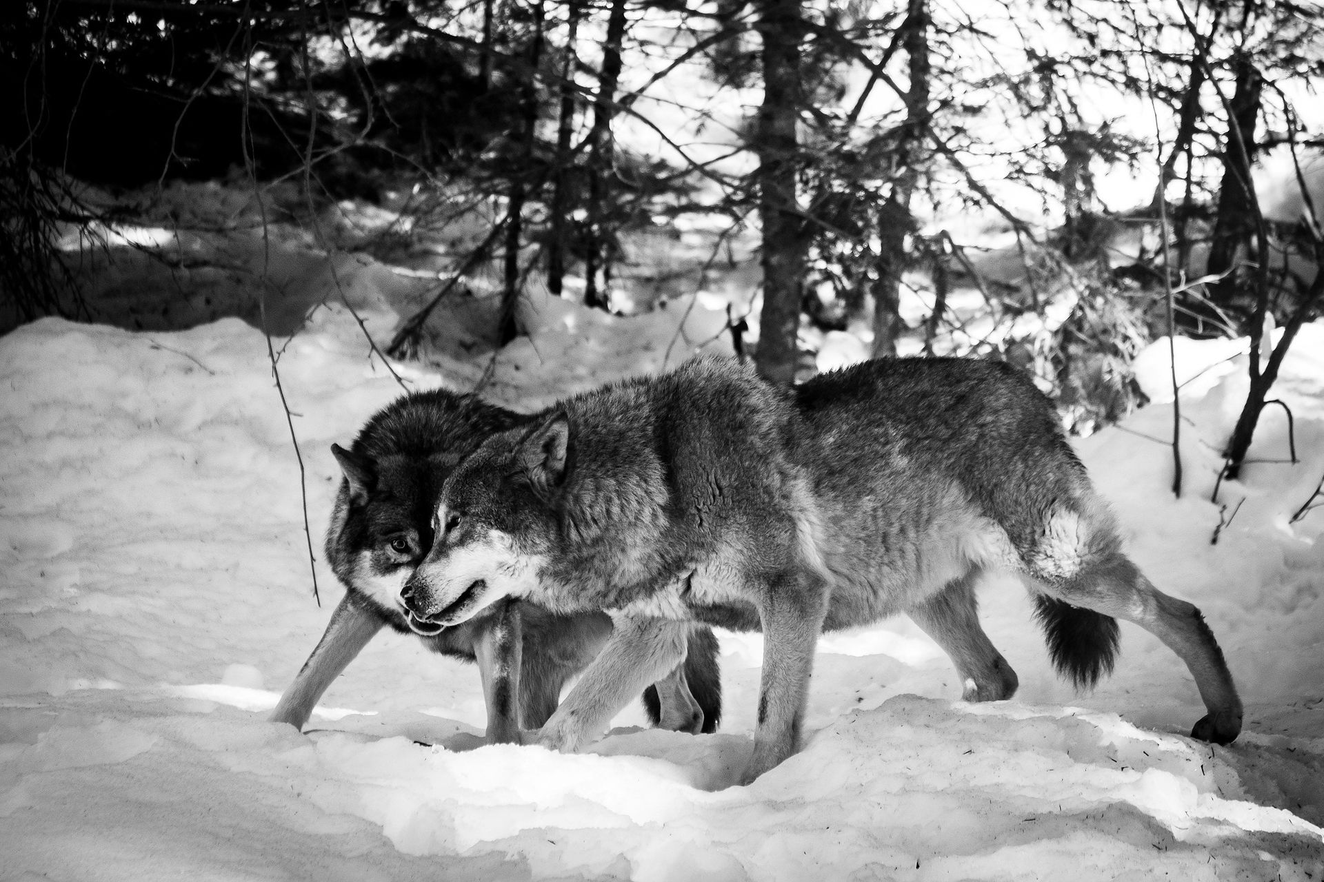 A black and white photo of two wolves in the snow
