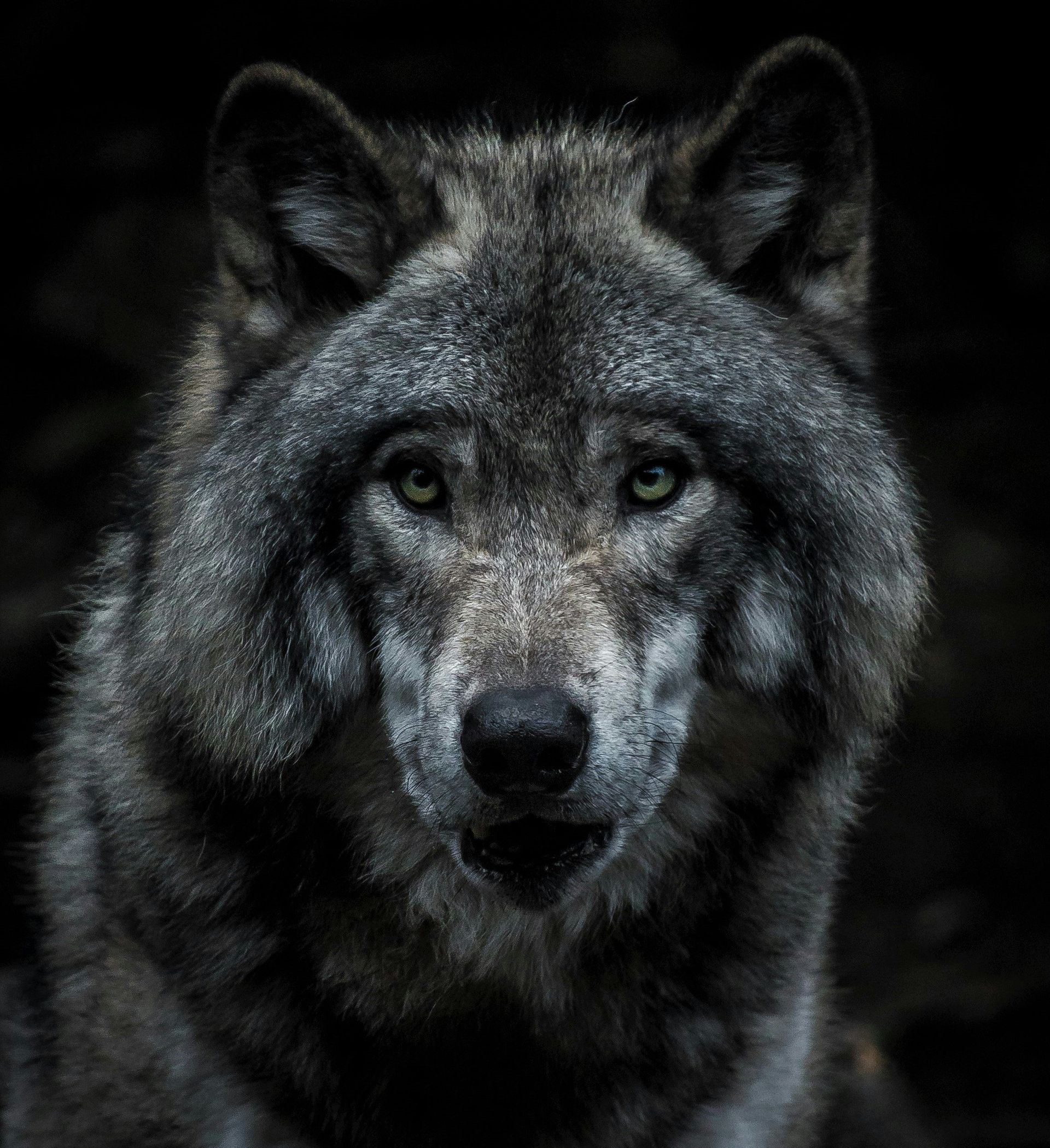 A close up of a gray wolf 's face in the dark.