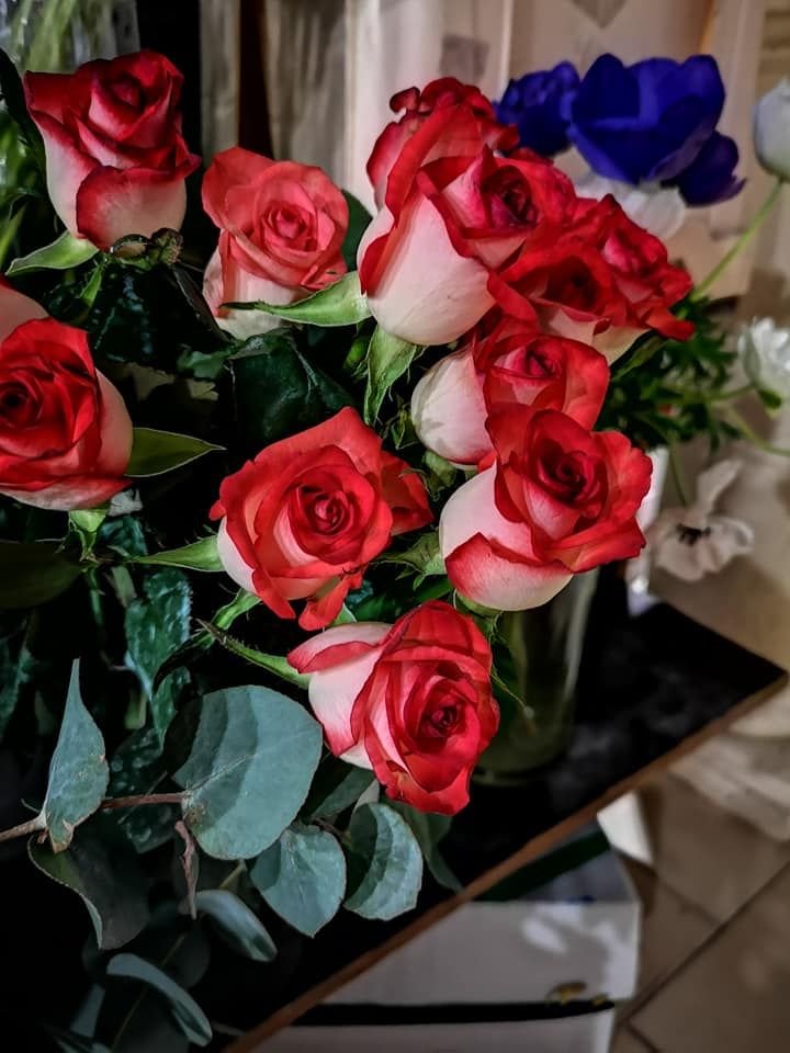 Un bouquet di rose con petali bicolore rossi e bianchi, e uno scorcio di fiori blu sullo sfondo.