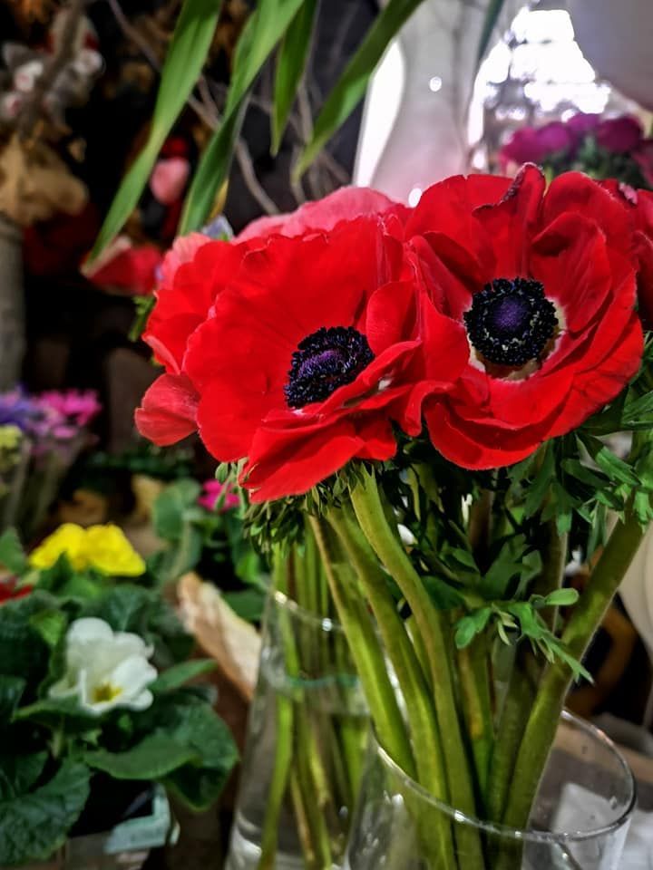 Un vivace bouquet di anemoni rosso brillante con il centro scuro in un vaso di vetro trasparente, con fiori sfocati sullo sfondo.