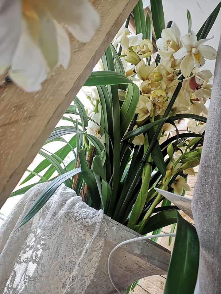 Dietro una cornice di legno drappeggiata con pizzo bianco si trova un vaso contenente orchidee cymbidium color crema.