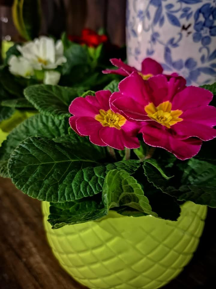 Primule color magenta brillante con centro giallo in un vaso verde lime dalla texture particolare, con fiori bianchi visibili sullo sfondo.