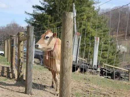 A cow is standing behind a fence in a field.