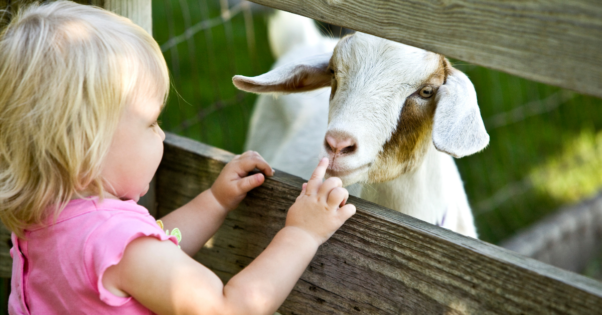 preschool girl in a pink shirt petting a goat through a fence at the petting zoo 