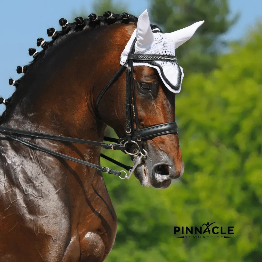 A brown horse preparing for dressage.